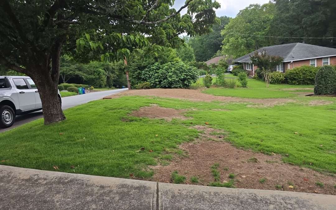 Zoysia Alert: Record Fungus Outbreaks in North Georgia Lawns